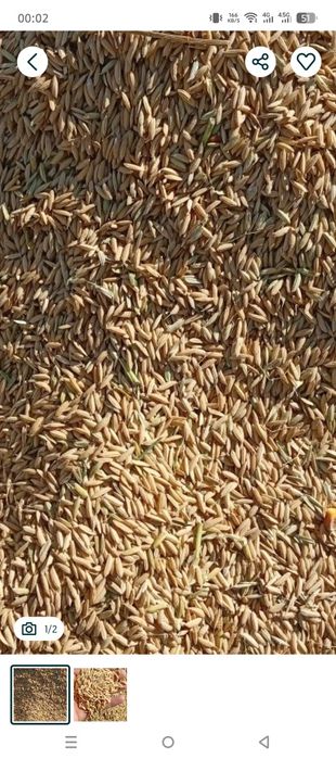 Sholi bor Alanga lazer