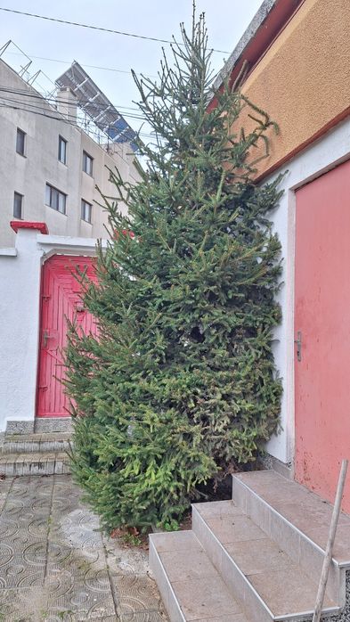 Коледна елха - подарявам