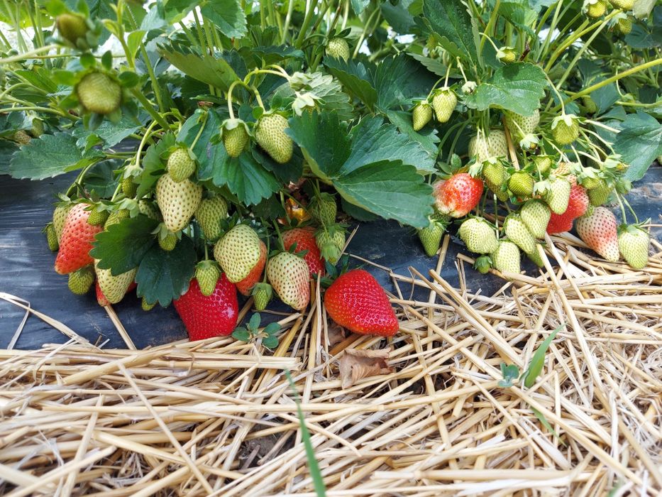 Vând stoloni/ rasad căpșune de calitate ,diverse soiuri !!