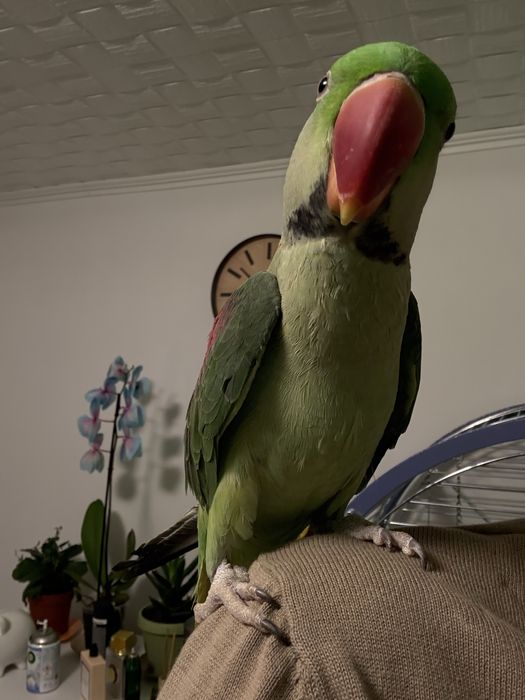 Papagal Marele Alexander