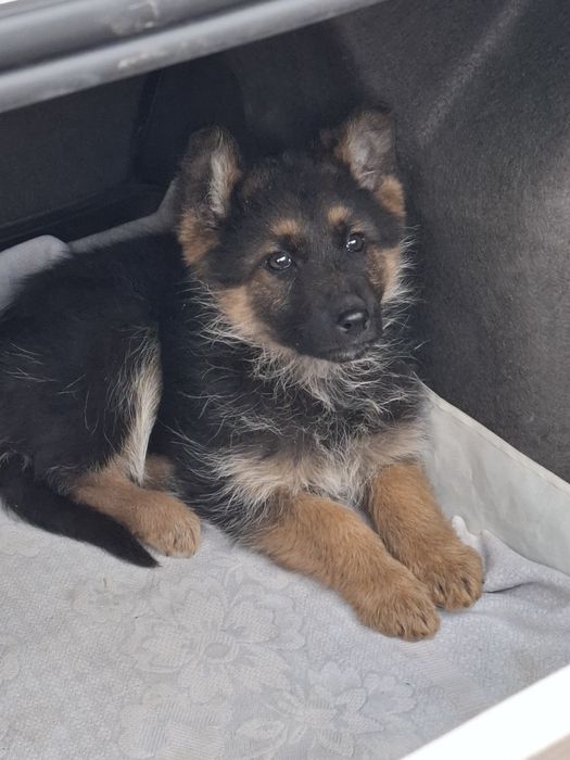 Продаю щенка немецкой овчарки