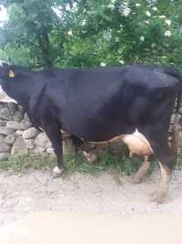 Vând vaca baltata romaneasca