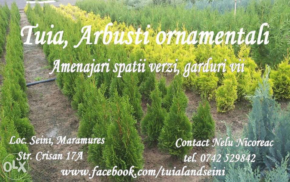 Thuja orientalis Pyramidalis Aurea