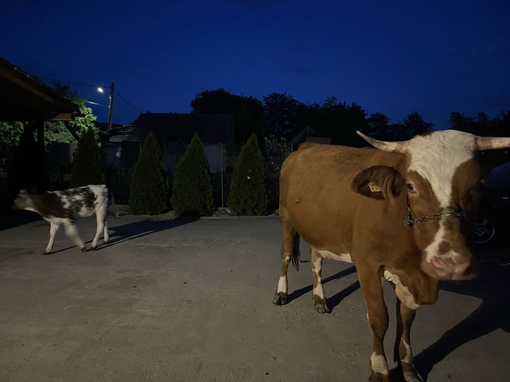 Vaca cu vitel.