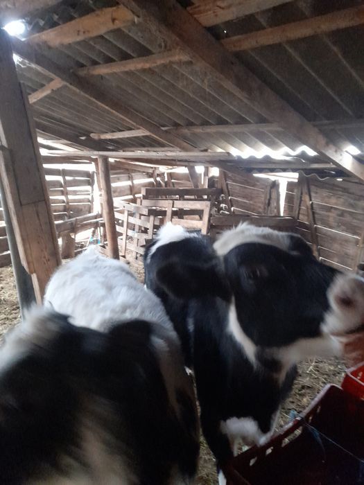 Vind doi vitei o vitea si un taurasi