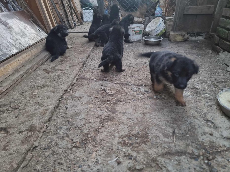 Продавам немски овчарки