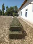 Beda pres buxoro