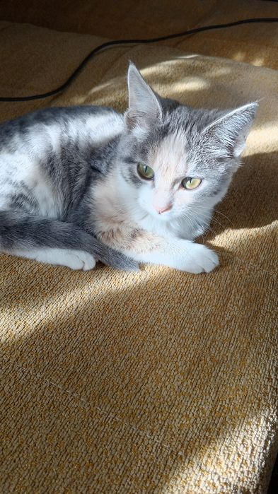 Отдам даром в добрые руки, кот мальчик