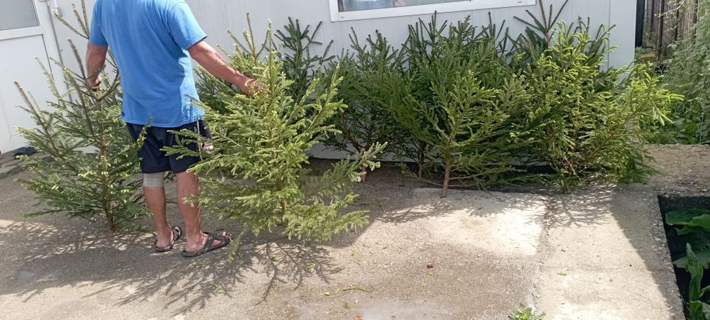 Vând brazi pentru evenimente