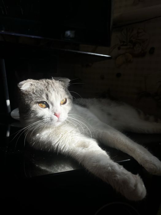 кот Вислоухий Шотландец для вязки