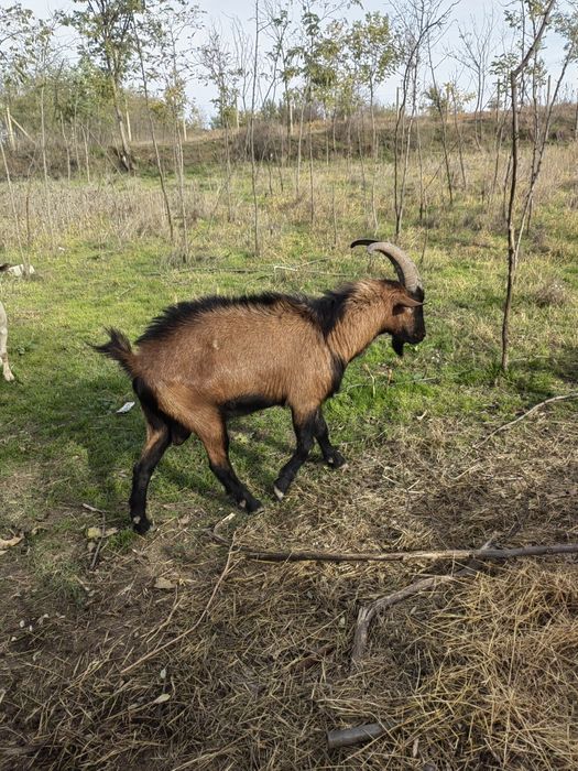 Se vinde țap alpin francez