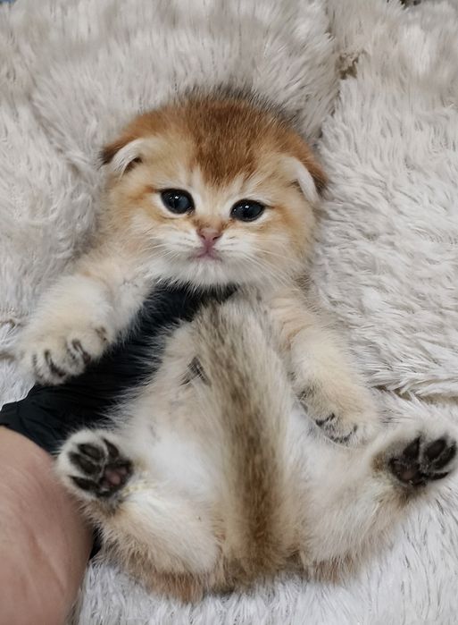 Продаётся чистокровная девочка скоттиш-фолд