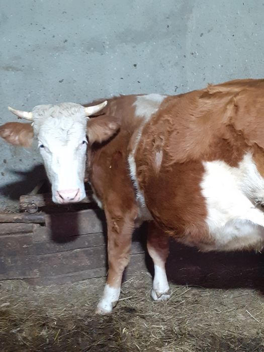 De vanzare vaca  4 ani gestanta in 7 luni
