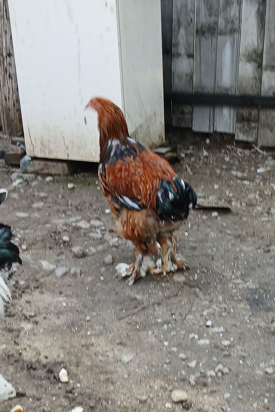 Brahma Porțelan 200 Lei