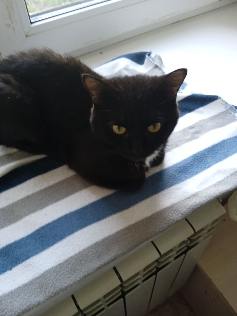 Молодые кошки и коты