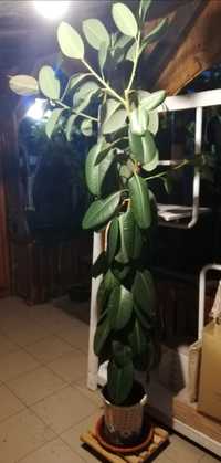 Ficus înălțime 2 m