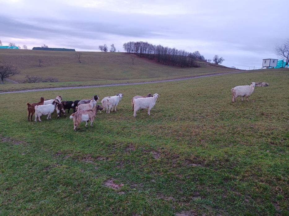 Vând capre gestante