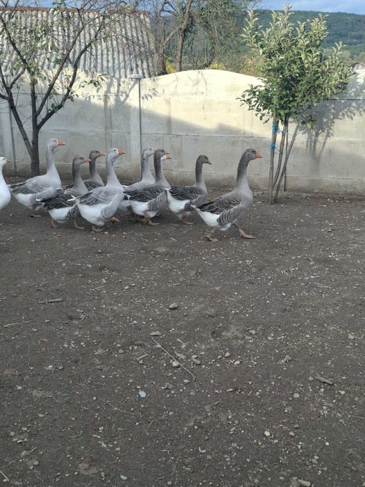 Gâște de vânzare!