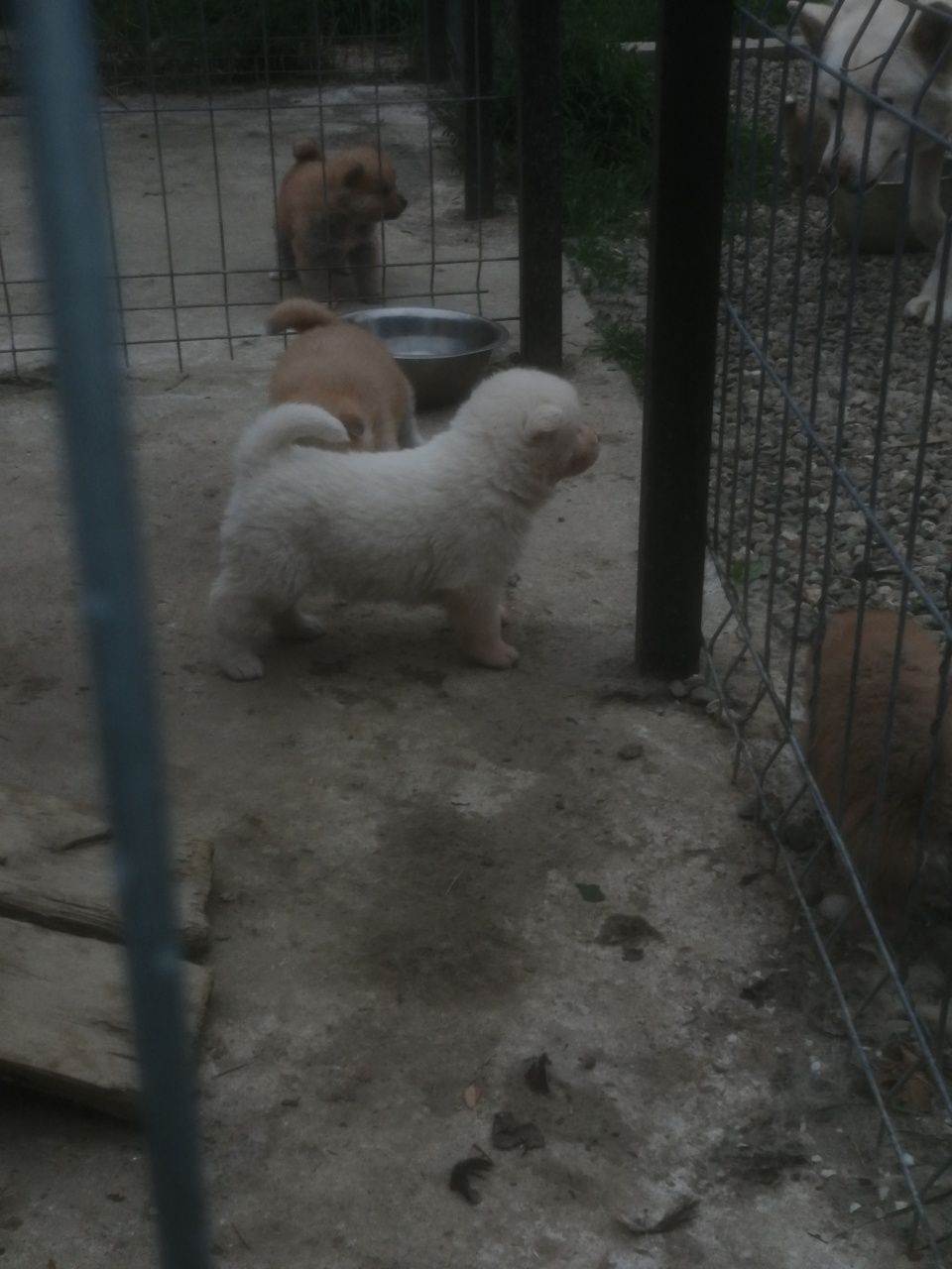 Akita inu originală !!!URGENT!!!