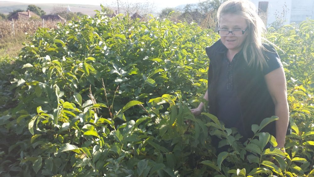 Vindem si plantam nuci altoiți Românești Geoagiu