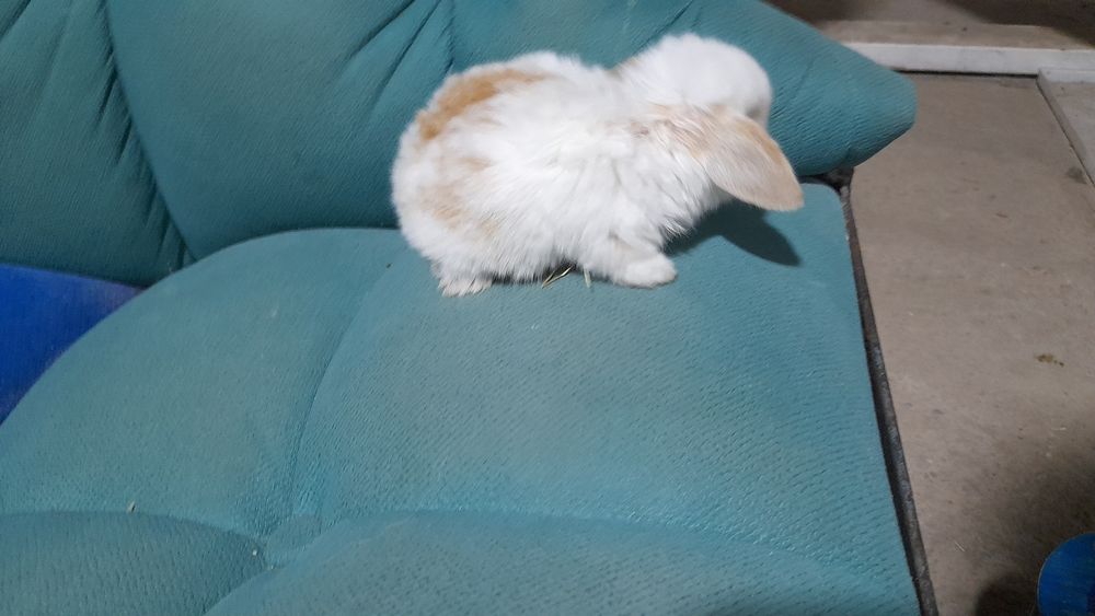 Продаётся декоративные карликовые кролики срочно