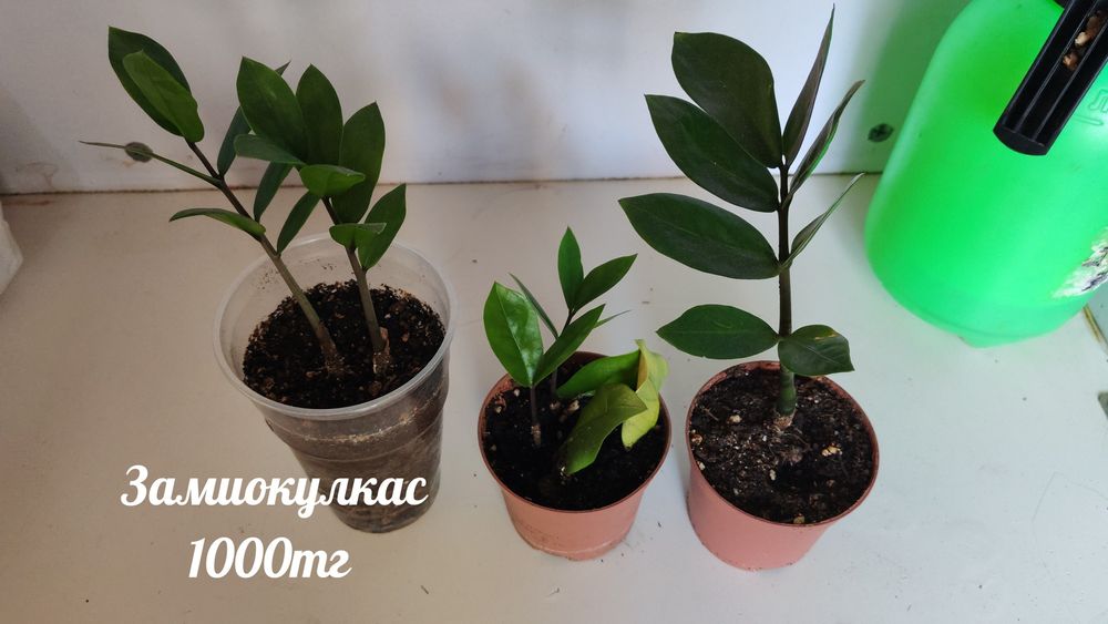 Бөлме гүлдері. Район Компоселок