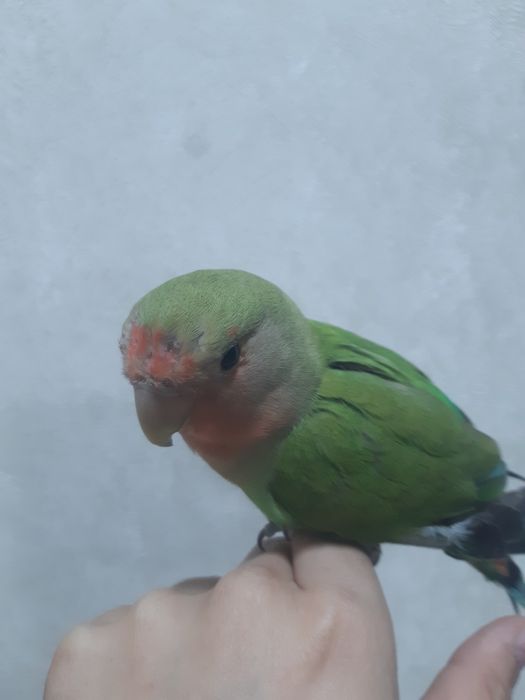 Totilar ruchnoy ideal