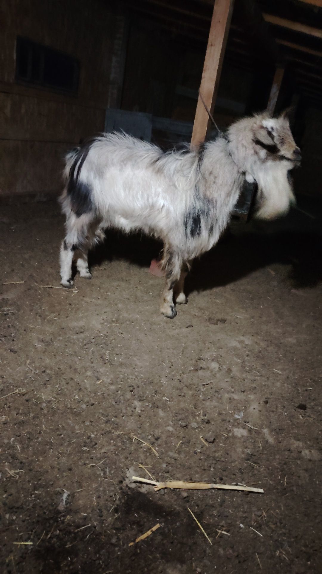 Țap bun de monta
