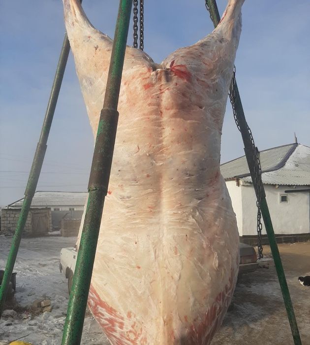 Жылқы еті,  Мясо конина, халал