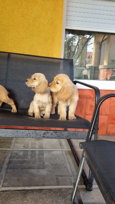 Кучета кокер шпаньол