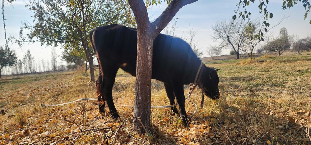 Новвос ва хунажин