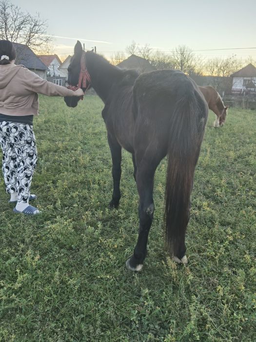 Vând cal negru de 10 ani mai multe detalii la telefon