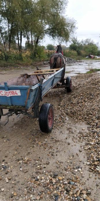 De vanzare manz de 3 ani castrat foarte bland