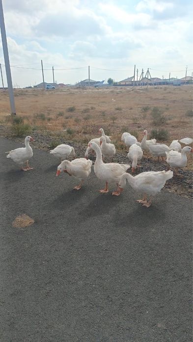 Линда балапандары