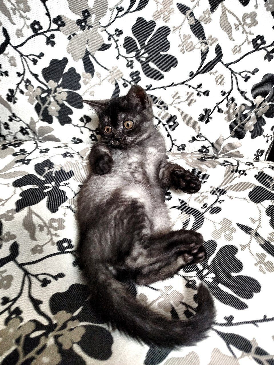 Котята Вислоухие