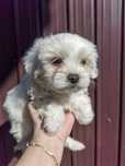 Mascul Bichon Maltez