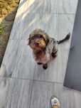 Adoptie catel in zona Campina