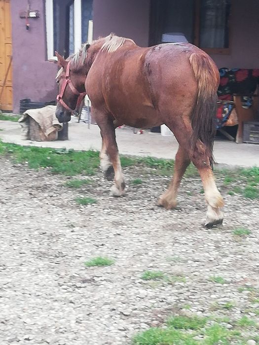 Vând o mânză grea deosebit de frumoasă