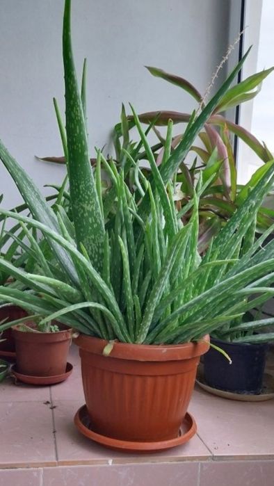 Лечебно Алое имам и малки и големи разтения