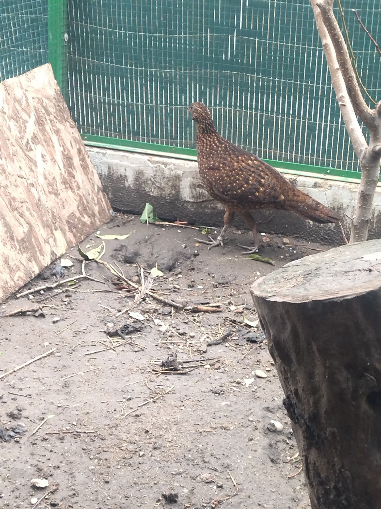 Făzăniță tragopan satyr