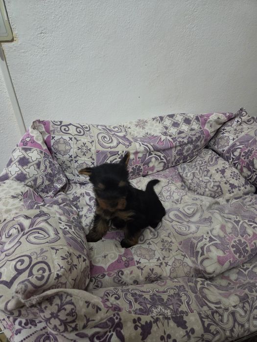 Yorkshire terrier talie mică