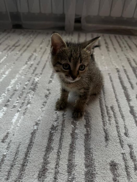 Отдам котят даром