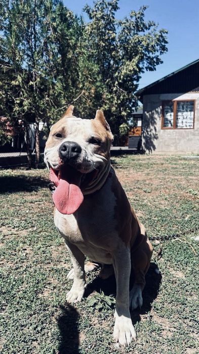 Пит сатылады кубинец