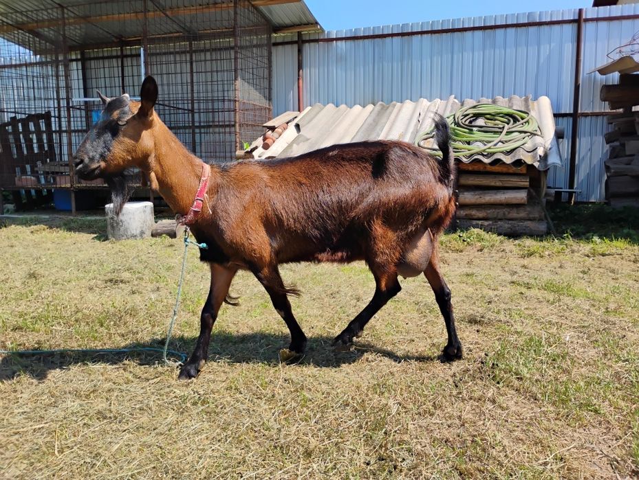Vând, 2 capre si un țap, alpin francez
