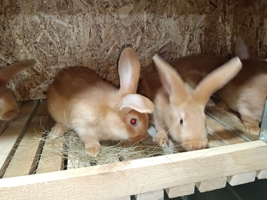 Продам кроликов ,крольчат бургундской породы.