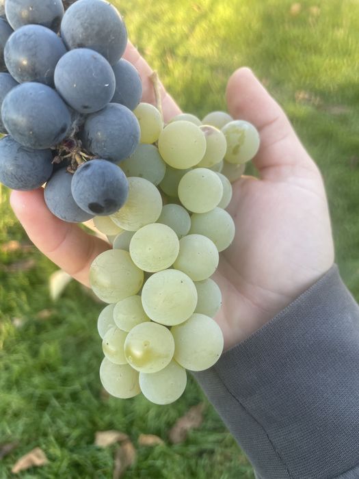struguri negri si albi  pentru vin 3lei kg