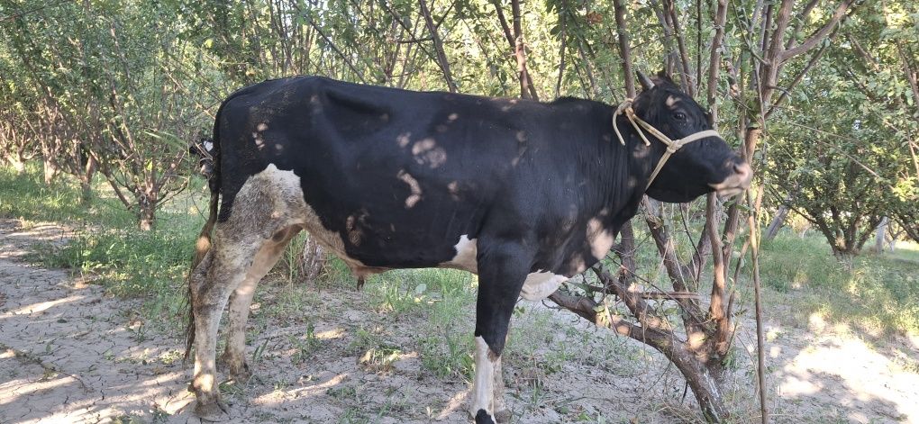 Ho‘kizlar sotiladi. Boqishga tayyor. Yeyishi zo‘r. Kelishamiz