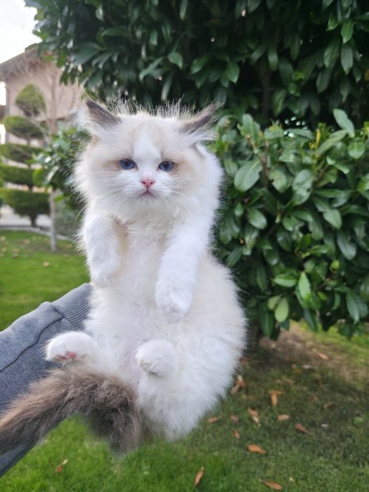 РАГДОЛ/РЕГДОЛ/REGDOL На три месеца женски и мъжки с родословие