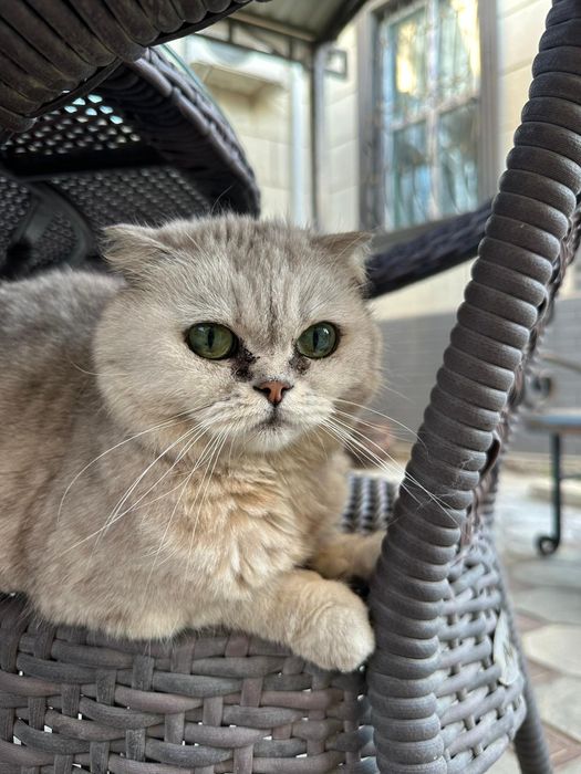 Отдам кошку в хорошие руки