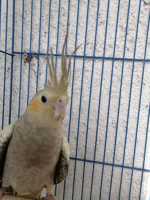 Продам попугаев нимфа-кореллы выкормыши 1 месяц